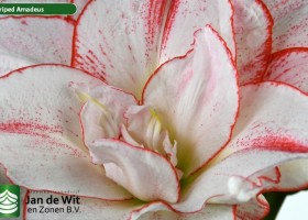 hippeastrum Striped Amadeus (3)